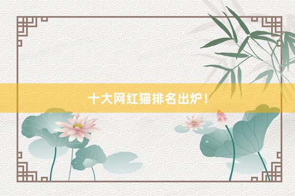 十大网红猫排名出炉！